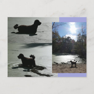 Carte Postale Soleil d'automne avec chien dans l'eau do-it-yours