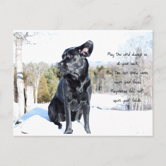 Carte Postale Soleil et vent - Devis de chien - Black Labrador (Devant)