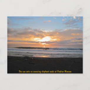 Carte Postale Soleil sur les sceaux d'éléphant de neige