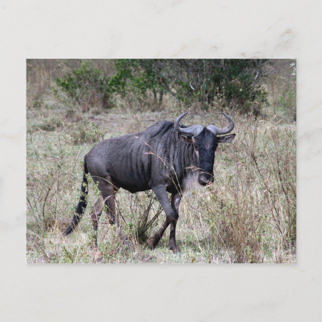 Carte Postale solo de wildebeest (Devant)