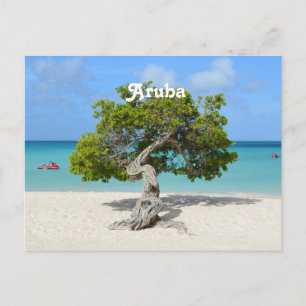 Carte Postale Solo Divi Divi Tree à Aruba