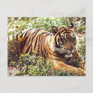 Carte postale Somatran Tiger au repos
