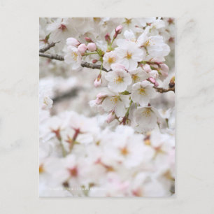 Carte Postale Somei-yoshino : Fleurs de cerises [Carte postale]