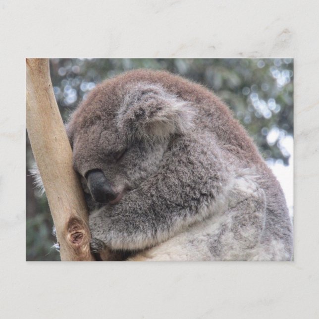 Carte Postale sommeil de koala (Devant)
