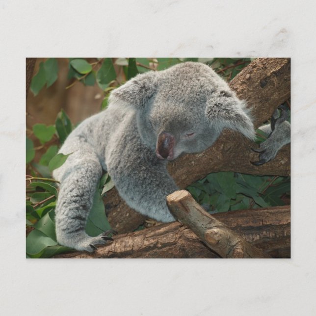 Carte Postale Sommeil de nounours de l'Australie d'ours de koala (Devant)