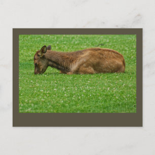 Carte Postale Sommeil petit un