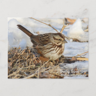 Carte Postale Song Sparrow