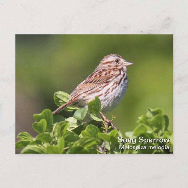 Carte Postale Song Sparrow (Devant)