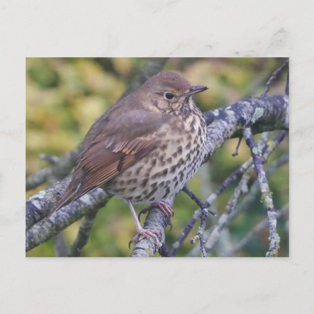 Carte postale Song Thrush (Devant)