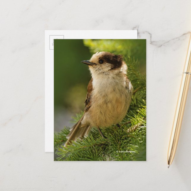 Carte Postale Songbird de sériole gris-gris de Jay dans l'arbre  (Devant/Arrière en situation)