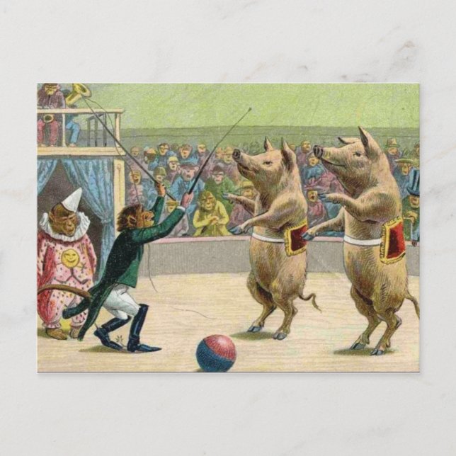 Carte Postale Sonnerie de singe et cochons de cirque (Devant)