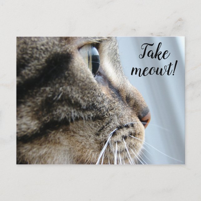 Carte Postale Sortez-moi ! Cat Kitten Saint-Valentin (Devant)