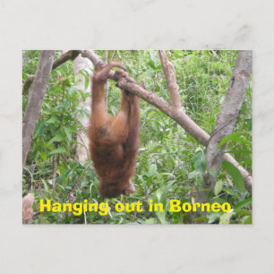 Carte Postale Sortir à Borneo Animaux amusants