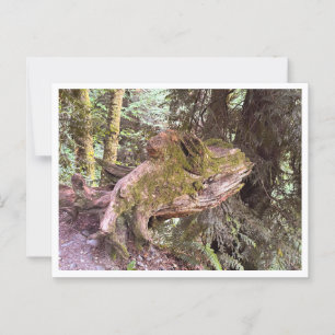 Carte Postale Souche d'arbre