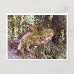 Carte Postale Souche d'arbre