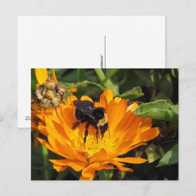 Carte postale - Souci et abeille (Devant / Derrière)
