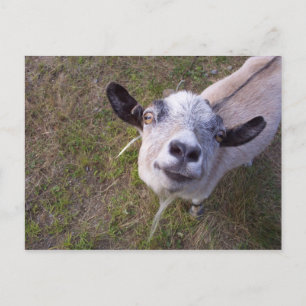 Carte Postale Souriez Pour La Caméra