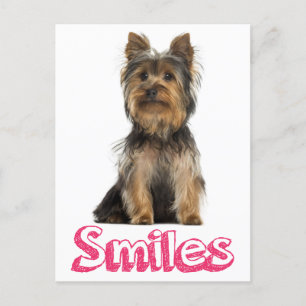 Carte Postale Sourires Yorkshire Terrier Chien Chien Chien Blanc