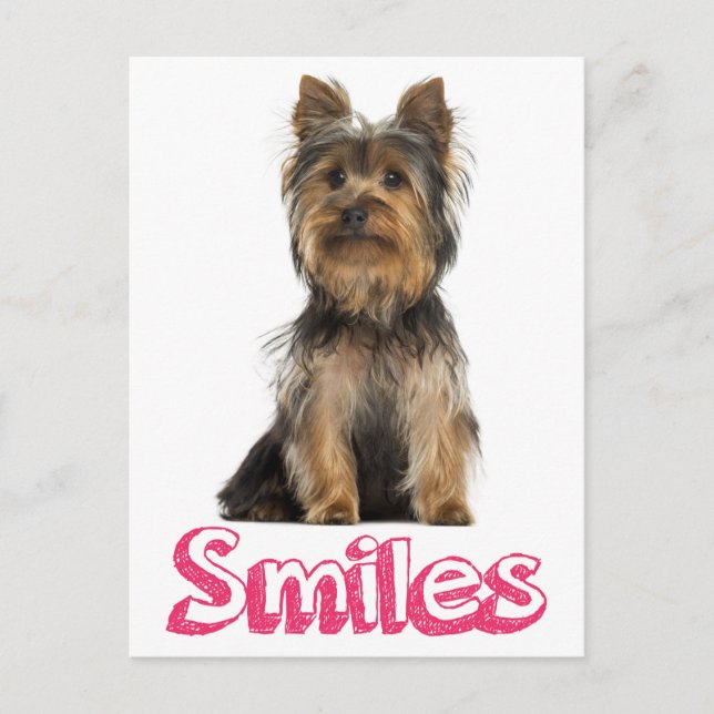 Carte Postale Sourires Yorkshire Terrier Chien Chien Chien Blanc (Devant)