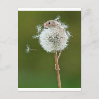 Carte Postale Souris