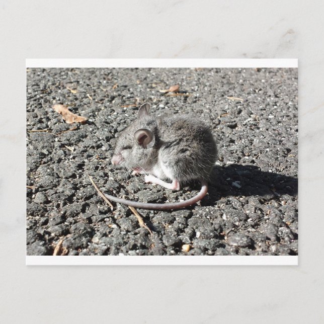 Carte Postale Souris bébé (Devant)