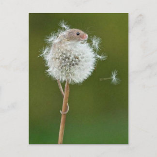 Carte postale - Souris de campagne et Dandelion