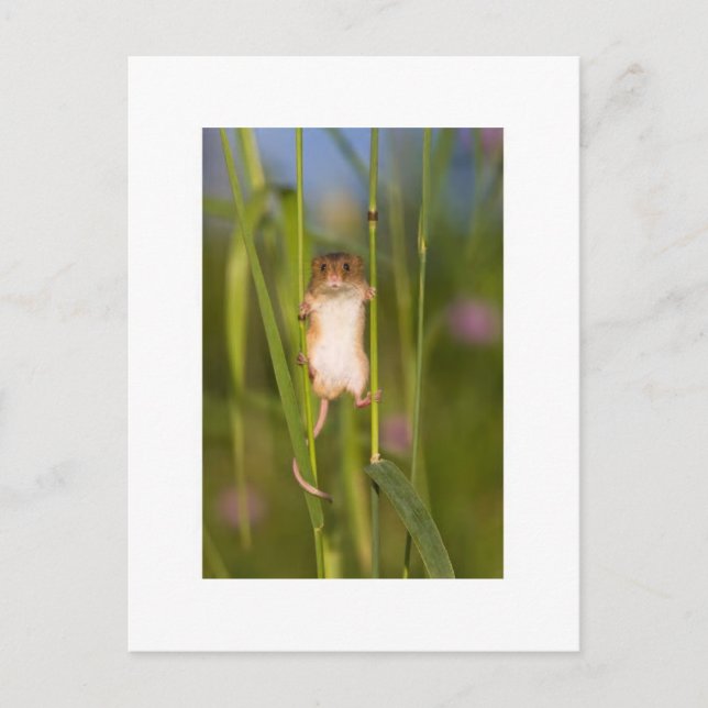 Carte postale - Souris de champ mignonne (Devant)