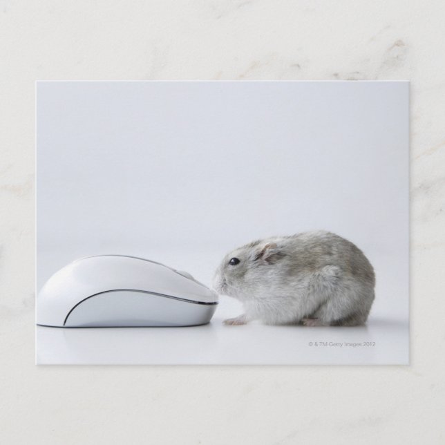 Carte Postale Souris de hamster et d'ordinateur (Devant)