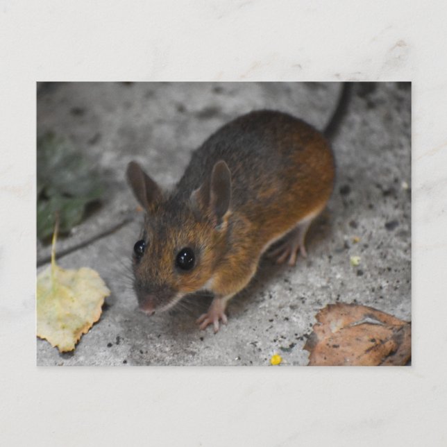 Carte Postale Souris en bois (Devant)