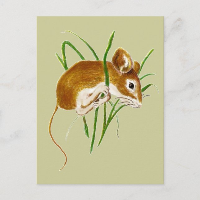 Carte Postale Souris Mignonnes, Souris Aquarelle Animal Nature (Devant)
