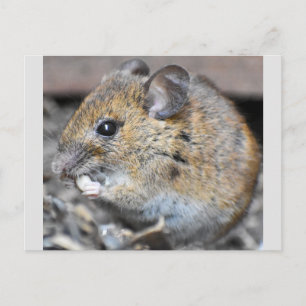 Carte Postale Souris Minuscule Magnifique 