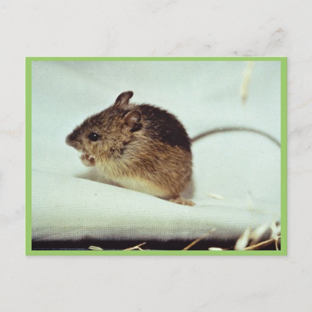 Carte Postale Souris sauteuse du pré de Prebles (Devant)
