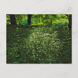 Carte Postale Sous-bois éclairé. Blackweir Woods, Cardiff