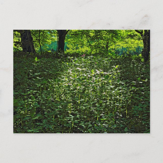 Carte Postale Sous-bois éclairé. Blackweir Woods, Cardiff (Devant)