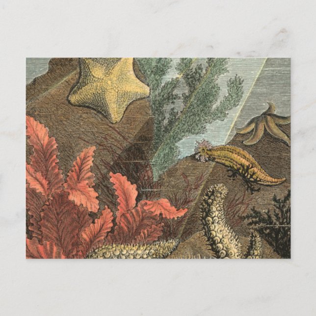 Carte Postale Sous la mer (Devant)