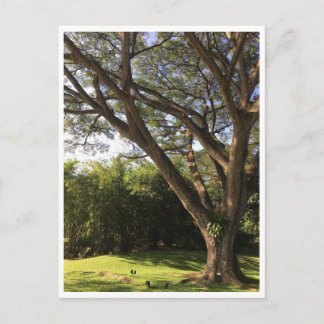 Carte Postale Sous l'arbre de pluie