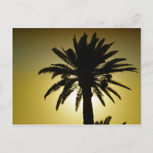 Carte Postale Sous les palmiers (Devant)