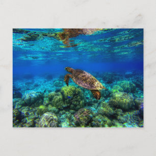 Carte Postale Sous-marin Tropical Sea Turtle Coral