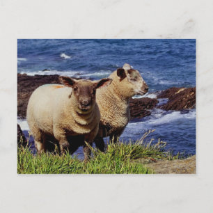 Carte Postale South Devon Deux Agneaux Sur Le Chemin Côtier Clif
