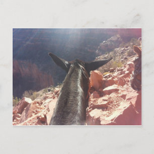 Carte Postale South Kiabab Grand Canyon National Park Mule Ride
