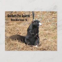 Carte postale Southern Fox Squirel