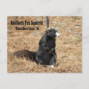 Carte postale Southern Fox Squirel