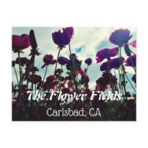 Carte postale souvenir : Champs de fleurs à Carlsb