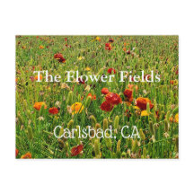 Carte postale Souvenir : Champs de fleurs, Carlsba