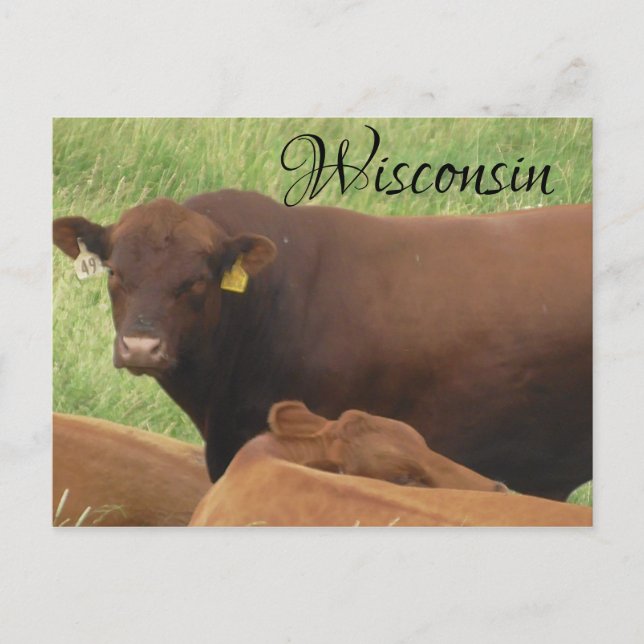 Carte postale Souvenir de la vache du Wisconsin (Devant)