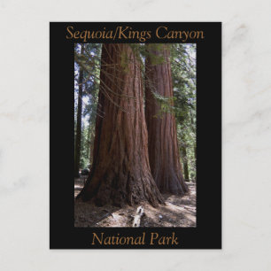 Carte Postale Souvenir Sequoia Kings Canyon Parc national