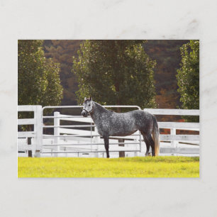 Carte Postale Soyez fier