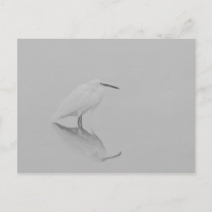 Carte Postale Soyez toujours Egret