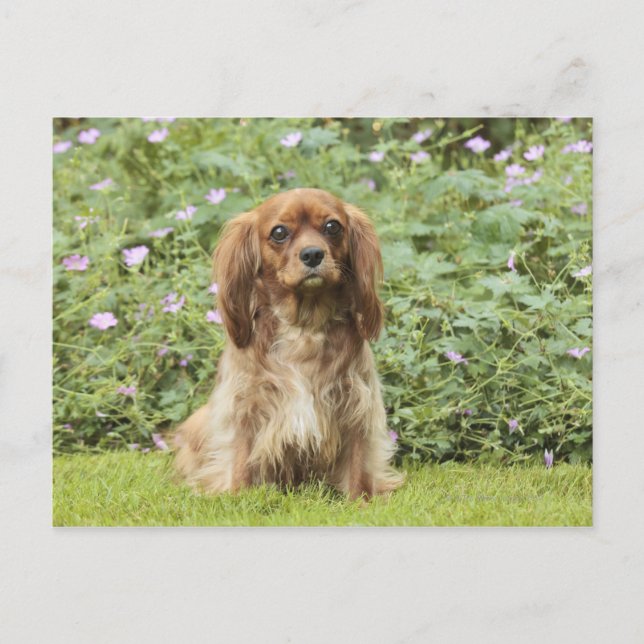 Carte Postale Spaniel Cavalier King Charles Ruby dans l'herbe (Devant)