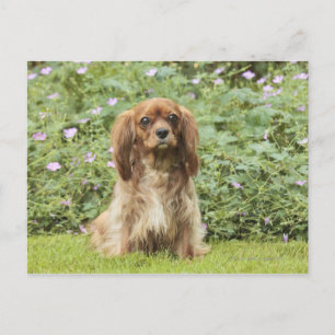 Carte Postale Spaniel Cavalier King Charles Ruby dans l'herbe